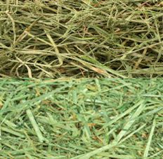 raygrass