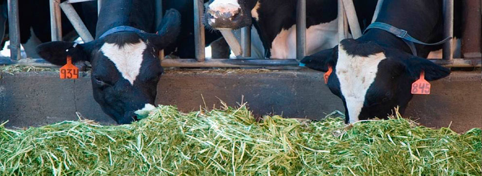 uso adecuado de la alfalfa